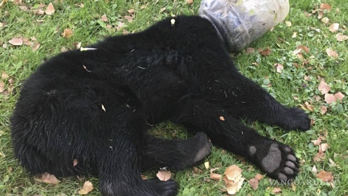 Logran liberar a oso que pasó días con una cubeta en la cabeza