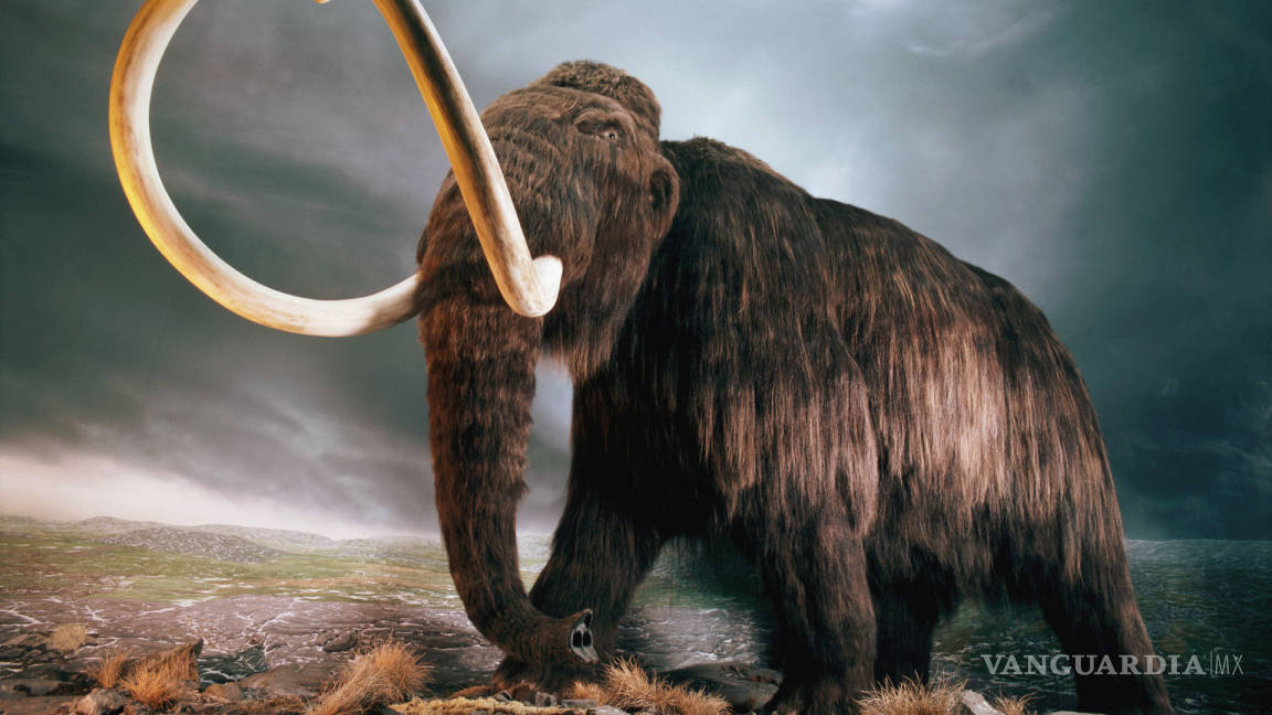Desaparición de mamuts y mastodontes se asocia a humanos
