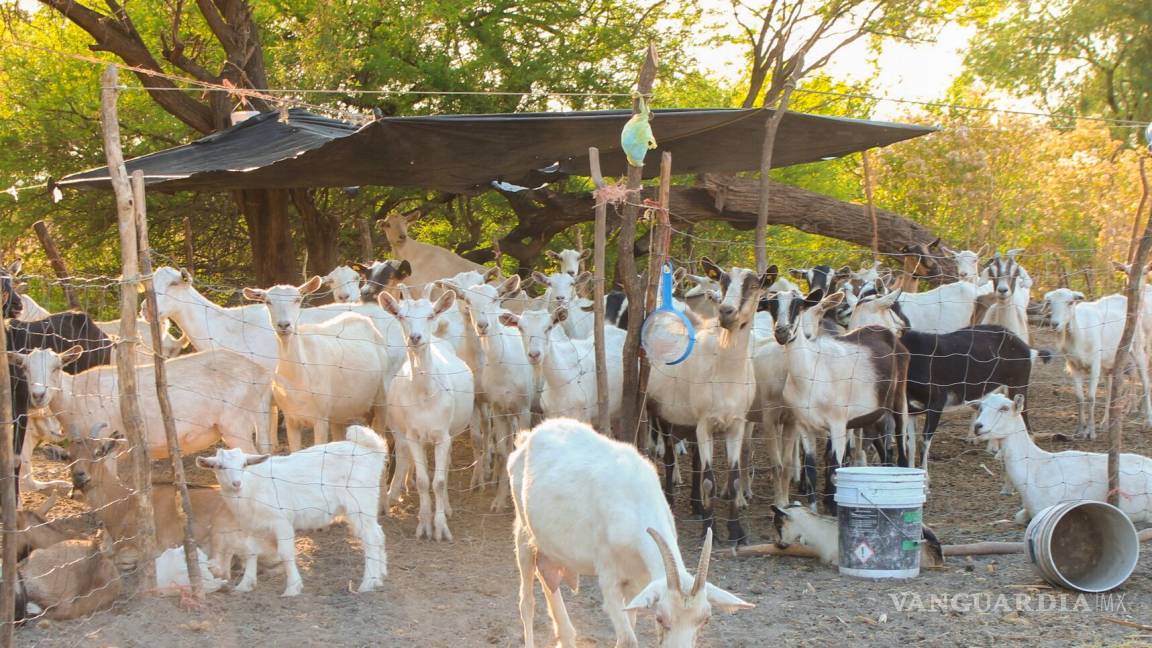 Destinan 900 millones de pesos a producción ovina y caprina; se impulsan las cadenas de valor de pequeños rumiantes en todo el país