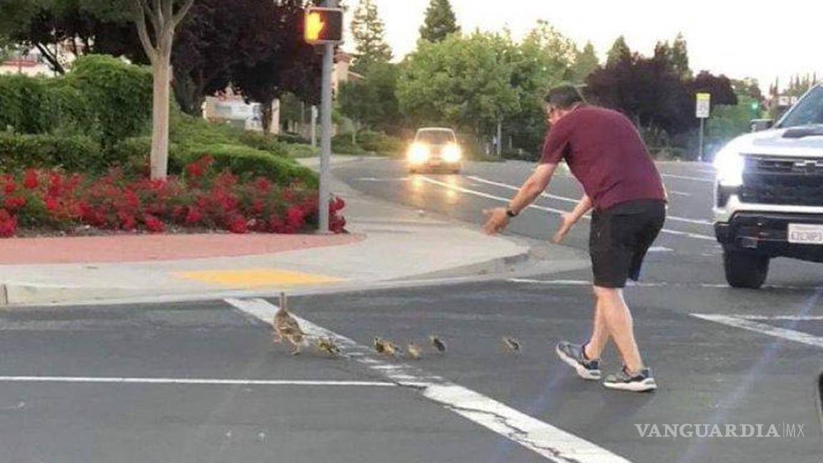 $!Murió atropellado por ayudar a unos patos a cruzar la calle
