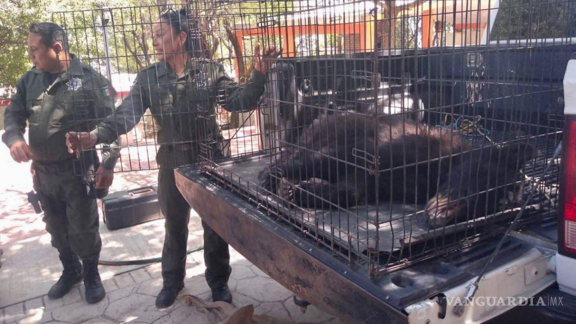 Saltillo: Atrapan a dos osos en la colonia Lomas de Lourdes
