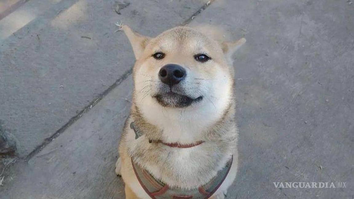 ¿Dónde está Maple? lomito va a campamento y regresó en una urna; alertan posibles ‘revendedores’ de perritos