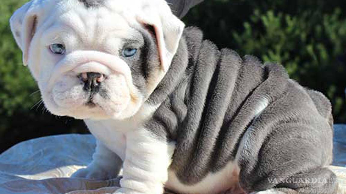 $!Los peores perros para los niños (parte 2)