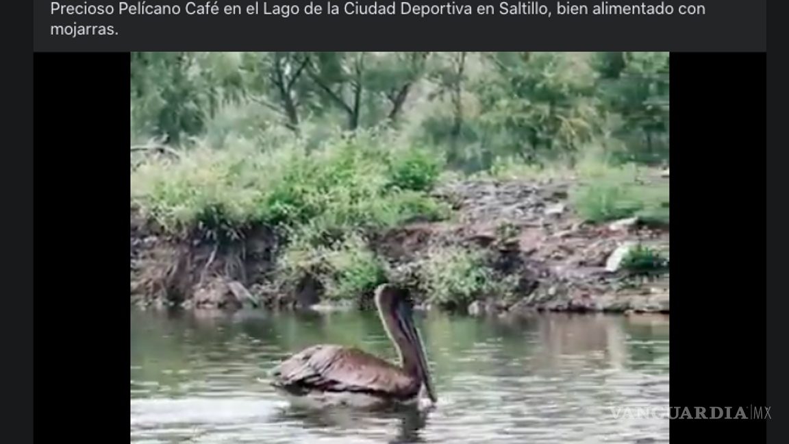 $!¿Un pelícano? ¡Varios! La Ciudad Deportiva de Saltillo es un sitio que suelen visitar