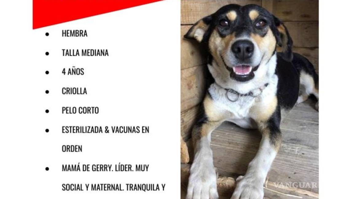 $!Esperamos que sigas leyéndonos y que nos sigas en nuestras redes sociales como “Brigada Rescate Saltillo” en Facebook e Instagram.