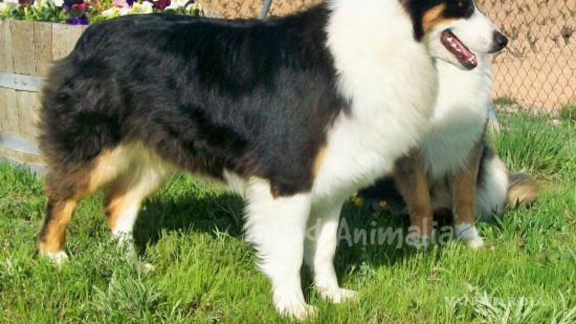 $!Los peores perros para los niños