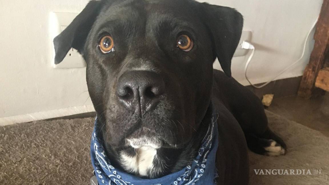 Ella es Ofelia, la perrita que salvó a su dueña de un asalto en la CDMX