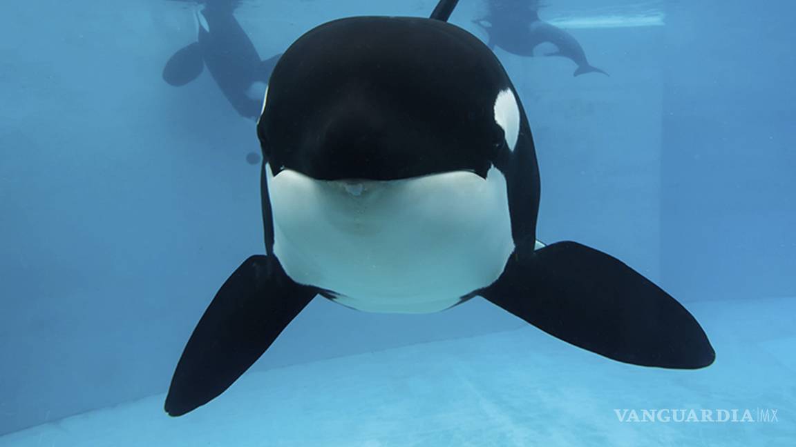 Veterinarios de SeaWorld sacrifican a orca enferma