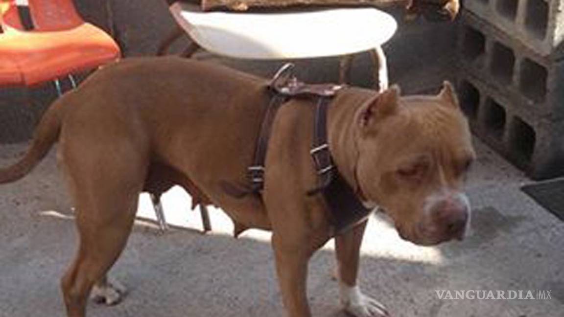 $!Prohíben en Monclova reuniones de clubes de perros pitbull en espacios públicos