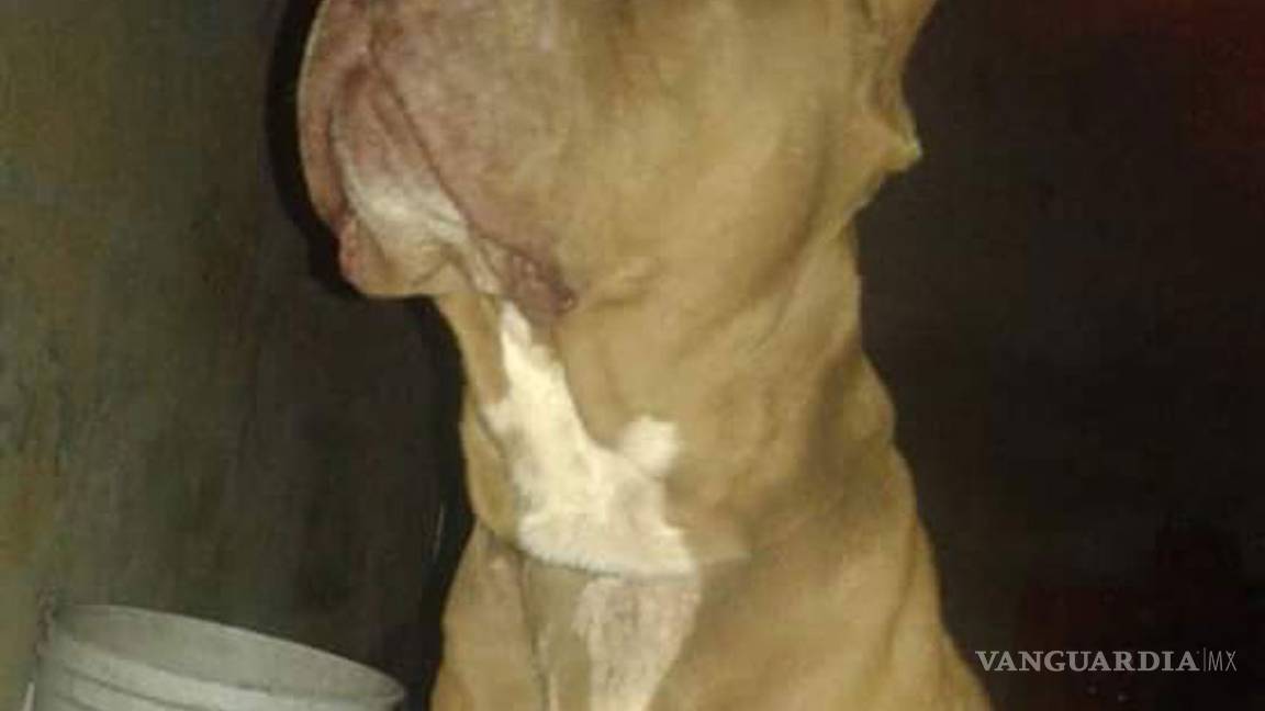 $!Prohíben en Monclova reuniones de clubes de perros pitbull en espacios públicos