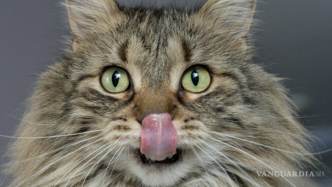 $!¿Por qué la lengua de los gatos es áspera? La ciencia detrás de las papilas cónicas