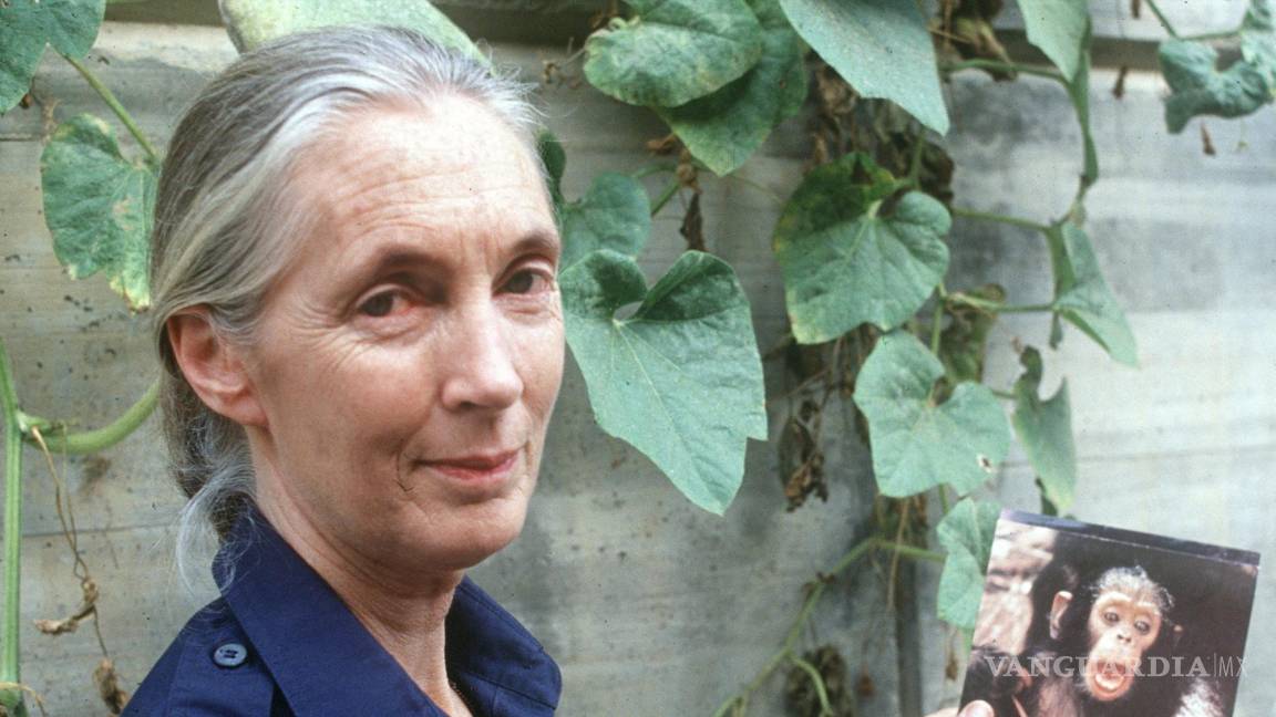 Jane Goodall, quien ha dedicado su vida al al estudio y la protección de los chimpancés, cumple 90 años