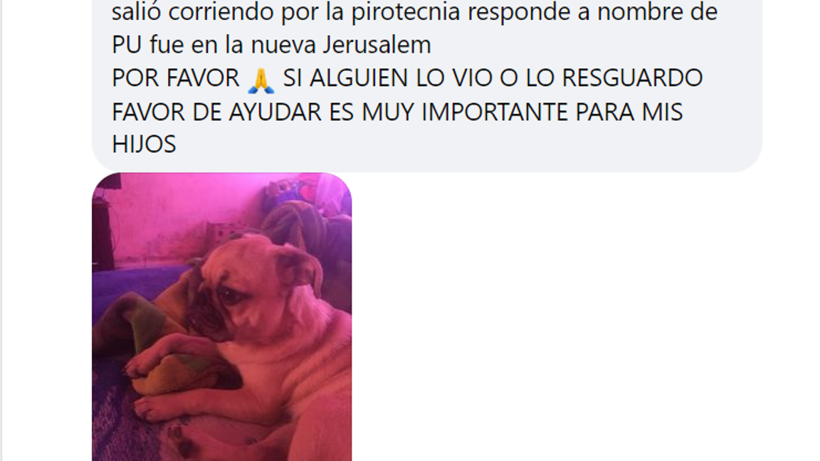 $!Publicación de búsqueda por mascota perdida.