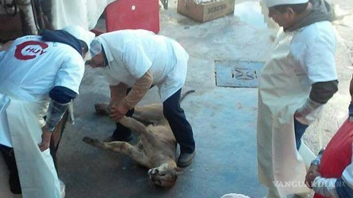 $!Denuncia el actor Raúl Julia Levy caso de crueldad contra puma en Coahuila