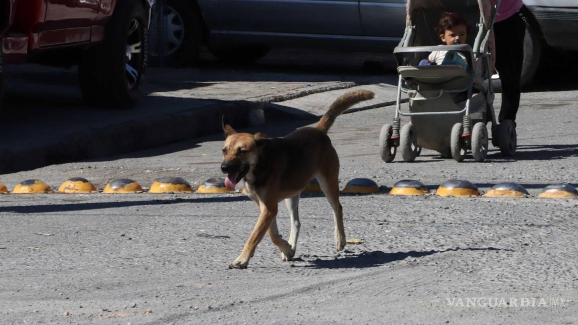 ¡Hay cerca de 2 millones de perros abandonados en Coahuila!