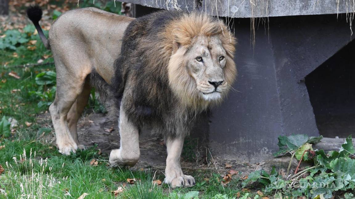 Día Mundial del León, poco qué celebrar el rey está en peligro de extinción
