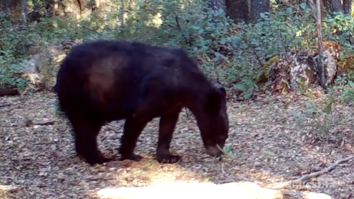 $!El oso negro forma parte de la fauna que habita en la Sierra de Zapalinamé.