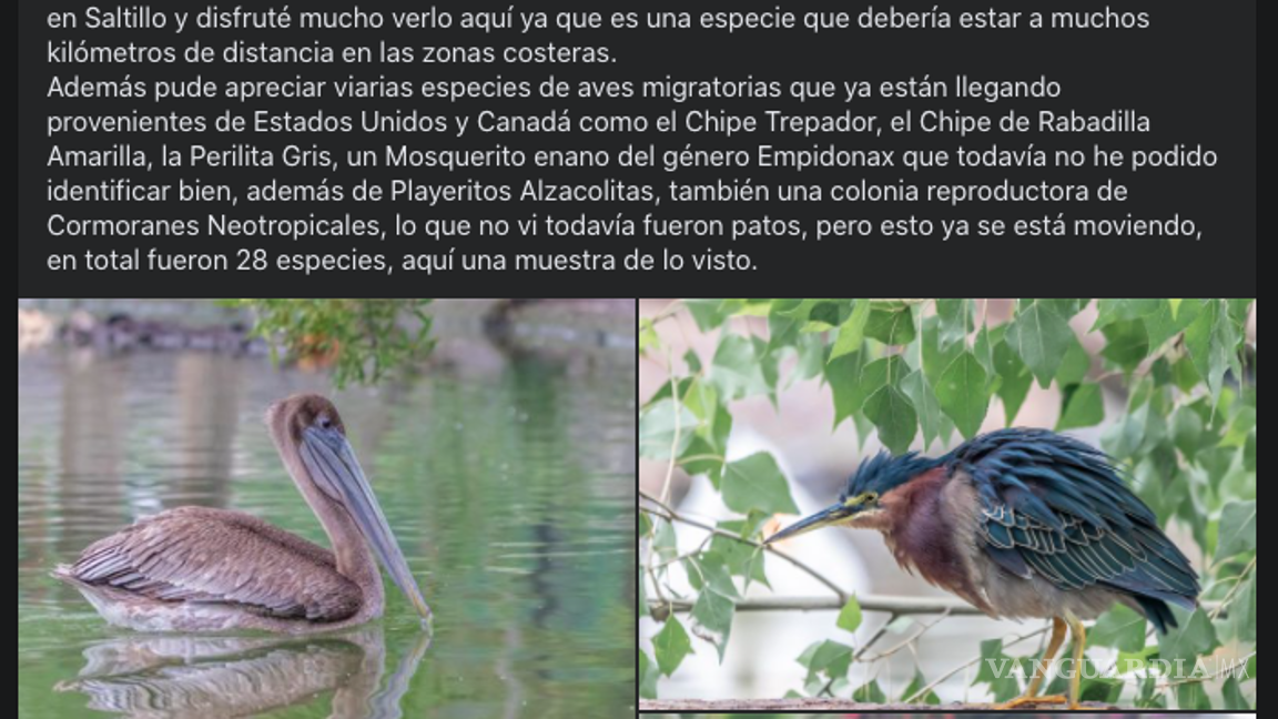 $!¿Un pelícano? ¡Varios! La Ciudad Deportiva de Saltillo es un sitio que suelen visitar