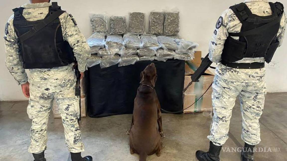 Guardia Nacional asegura droga en una empresa de paquetería de Nuevo León