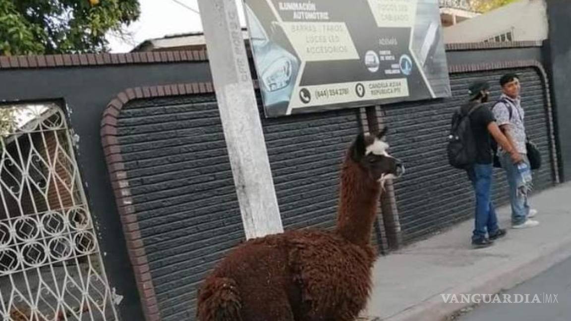 Saltillo: Se les vuelve a escapar la llama; es vista en la colonia República