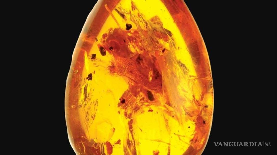 $!Yaksha perettii destrona al camaleón como el primer vertebrado con lengua proyectable