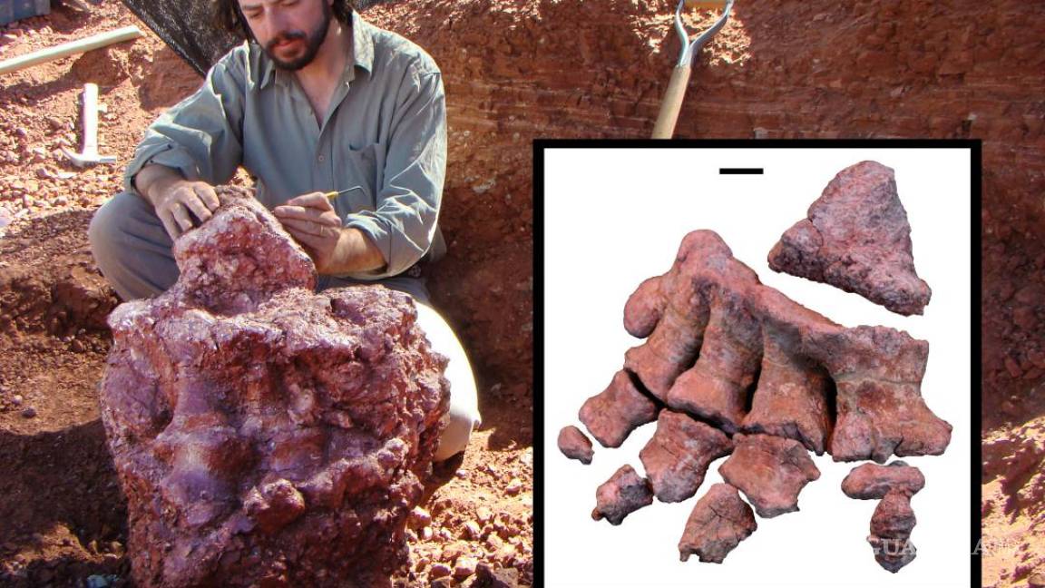 Descubren en Argentina uno de los mayores dinosaurios del mundo