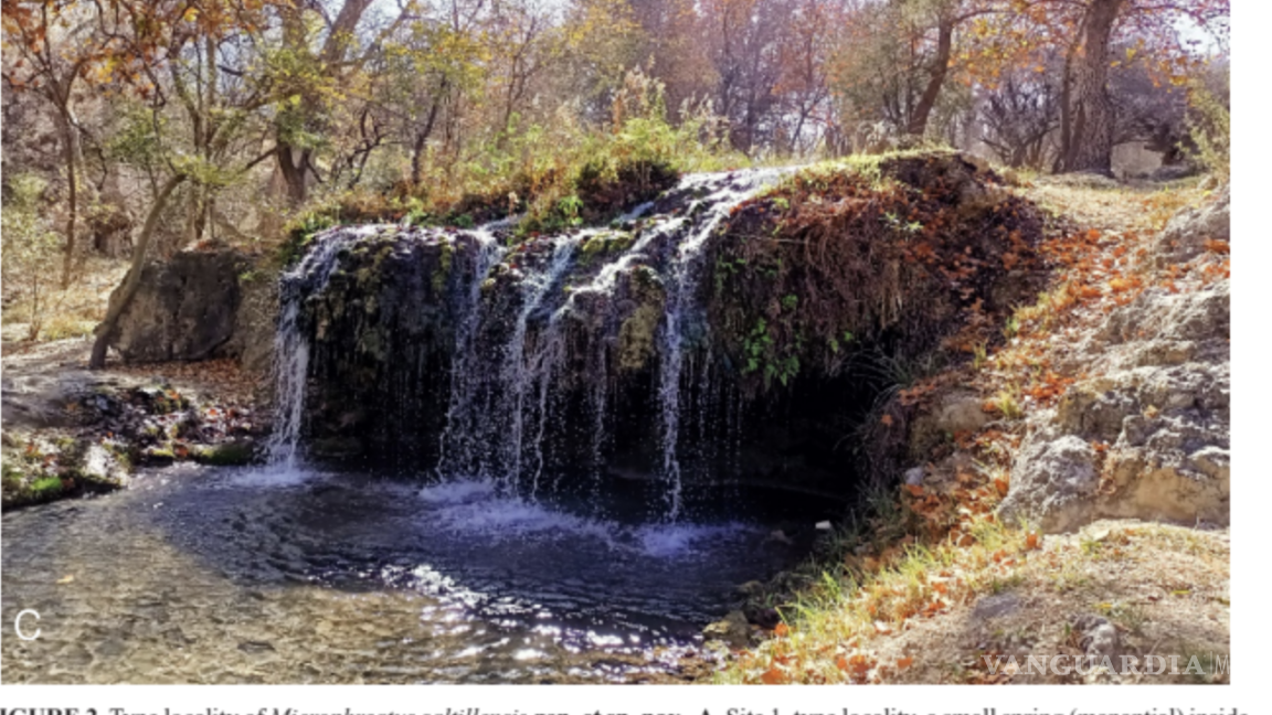 $!La revista Zootaxa revela que el hallazgo en el Arroyo Los Chorros enfrenta riesgos por el turismo y la contaminación