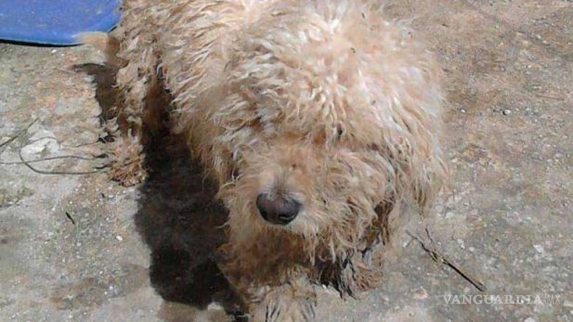 $!Le regalan croquetas y papas a perrito 'saqueador'