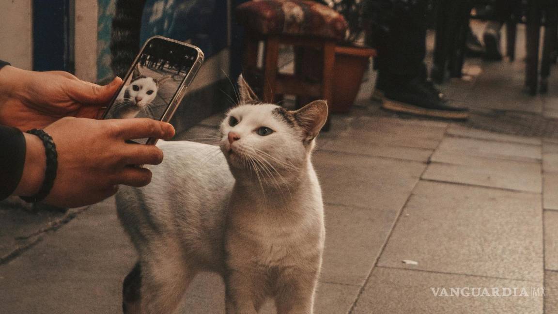 $!El uso de los teléfonos móviles ha hecho que los animales callejeros también puedan aparecer en redes sociales.