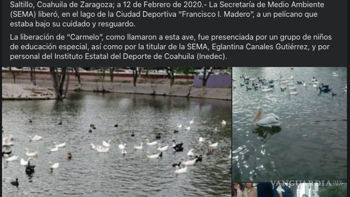 $!¿Un pelícano? ¡Varios! La Ciudad Deportiva de Saltillo es un sitio que suelen visitar