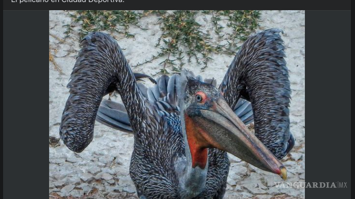 $!¿Un pelícano? ¡Varios! La Ciudad Deportiva de Saltillo es un sitio que suelen visitar