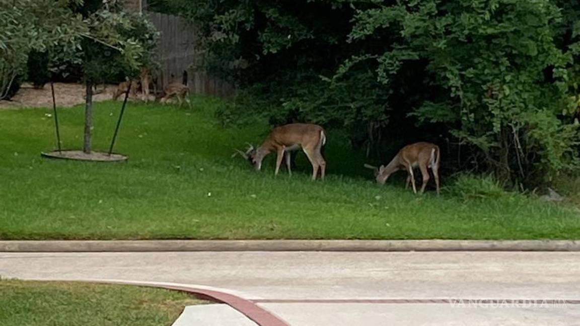 $!También se compartió la imagen de algunos venados cerca de las zonas habitacionales.