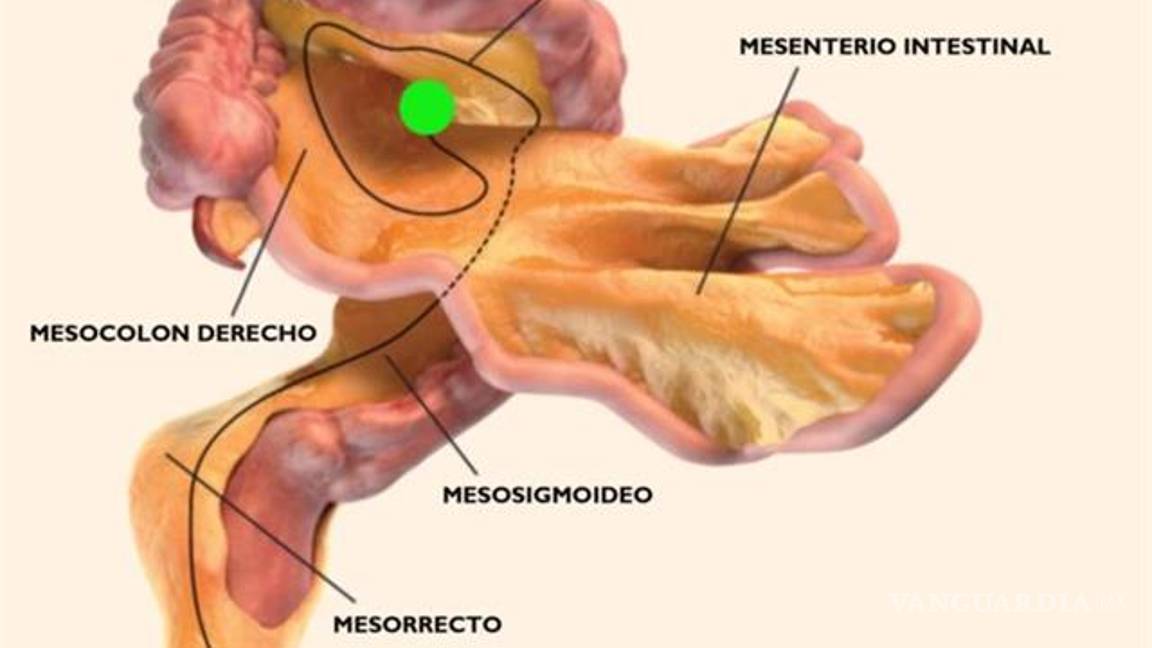 $!Descubren un nuevo órgano del cuerpo humano aunque desconocen para qué sirve