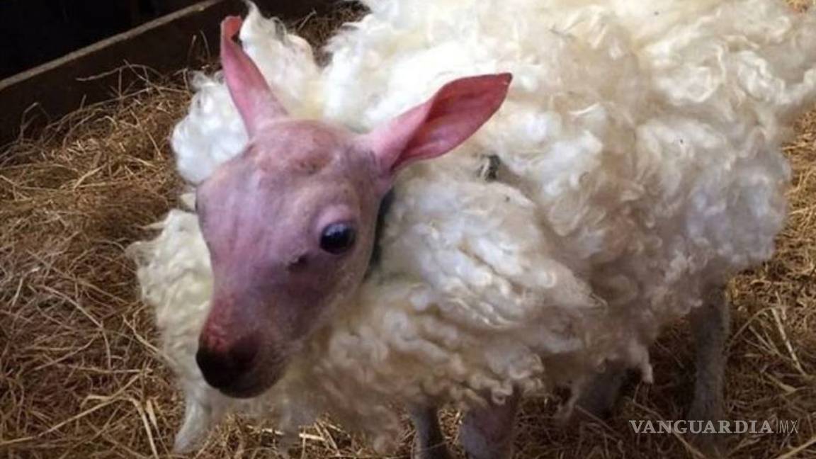 $!Cordero nacido sin lana recibe un abrigo en Reino Unido