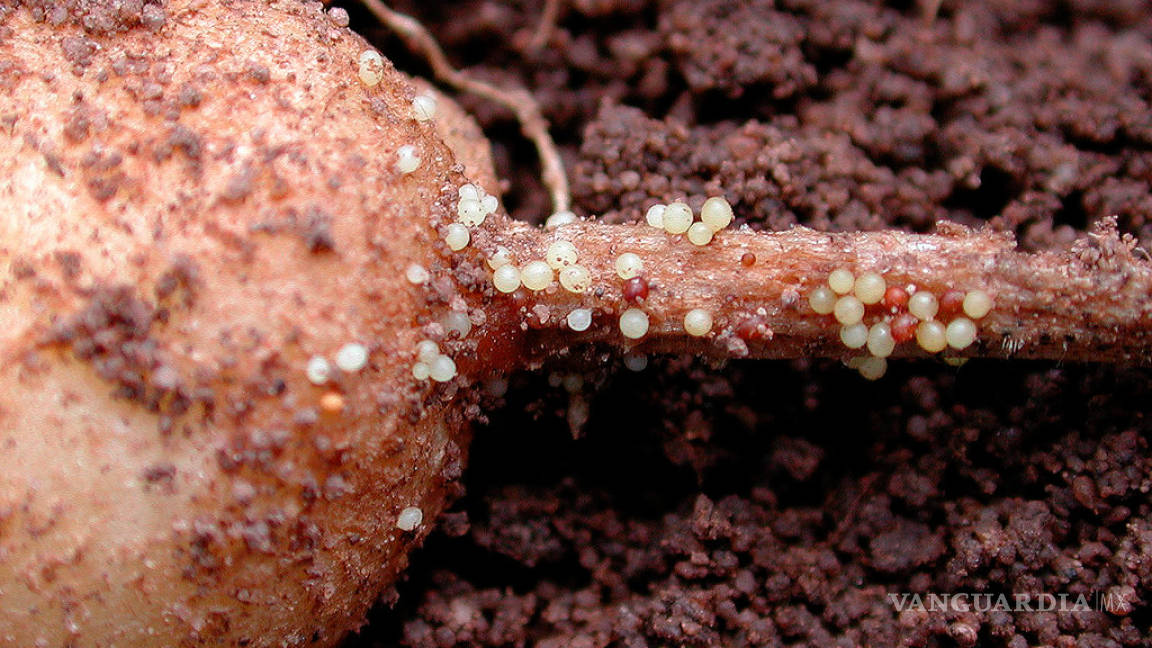 Patenta científica mexicana producto para control biológico de nematodo que afecta a papa y tomate