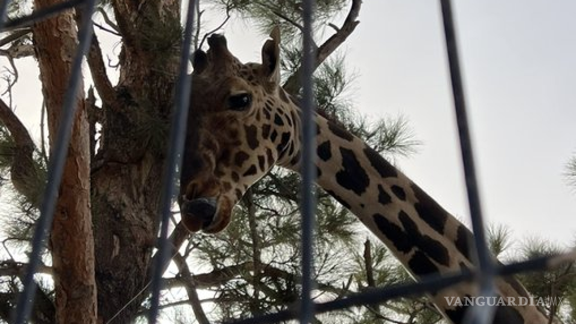 La jirafa Benito no será trasladada a Africam Safari, pese a las malas condiciones en las que se encuentra