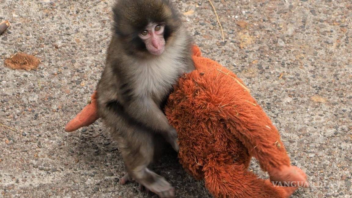$!Punch, de solo siete meses, se ha convertido en el protagonista del recinto después de que su imagen diera la vuelta al mundo.