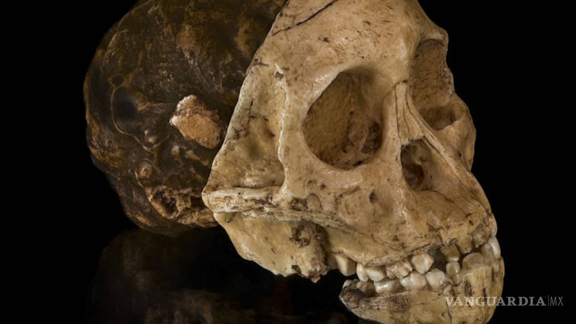 Las mamás Australopithecus africanus amamantaron durante el primer año de vida a sus hijos, según un estudio