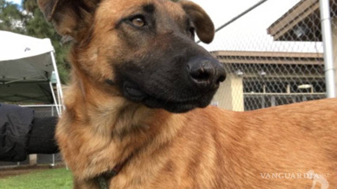 $!El doloroso momento en que una perra abandonada ve llegar a sus dueños y se emociona... y ellos querían otro perro