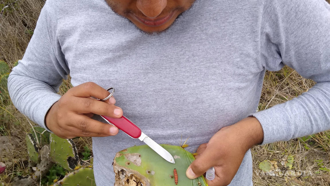 Plaga amenaza al nopal de México; investigadores de la Narro la detectan al sur de Texas