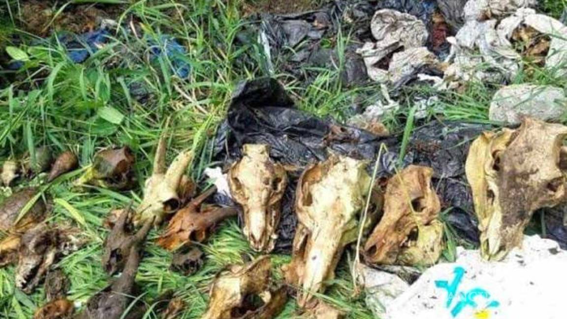 $!Encuentran cientos de cadáveres de mascotas en refugio animal, dueña los habría matado