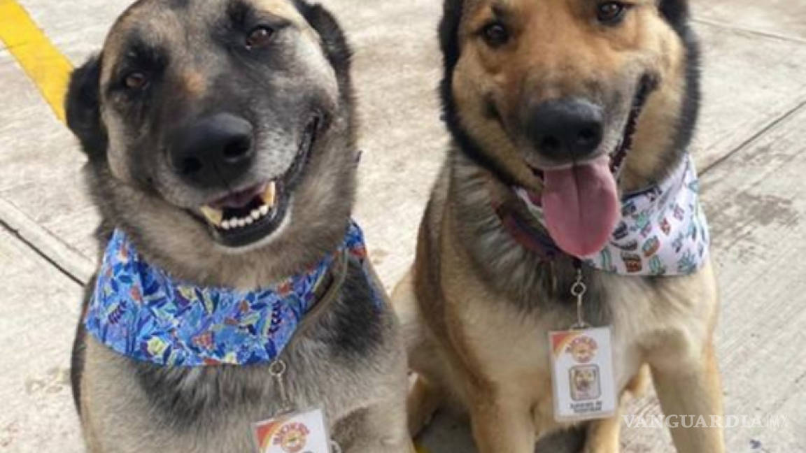 ‘Adobada’ y ‘Costilla’, los perros que ayudan en el restaurante donde se les rescató