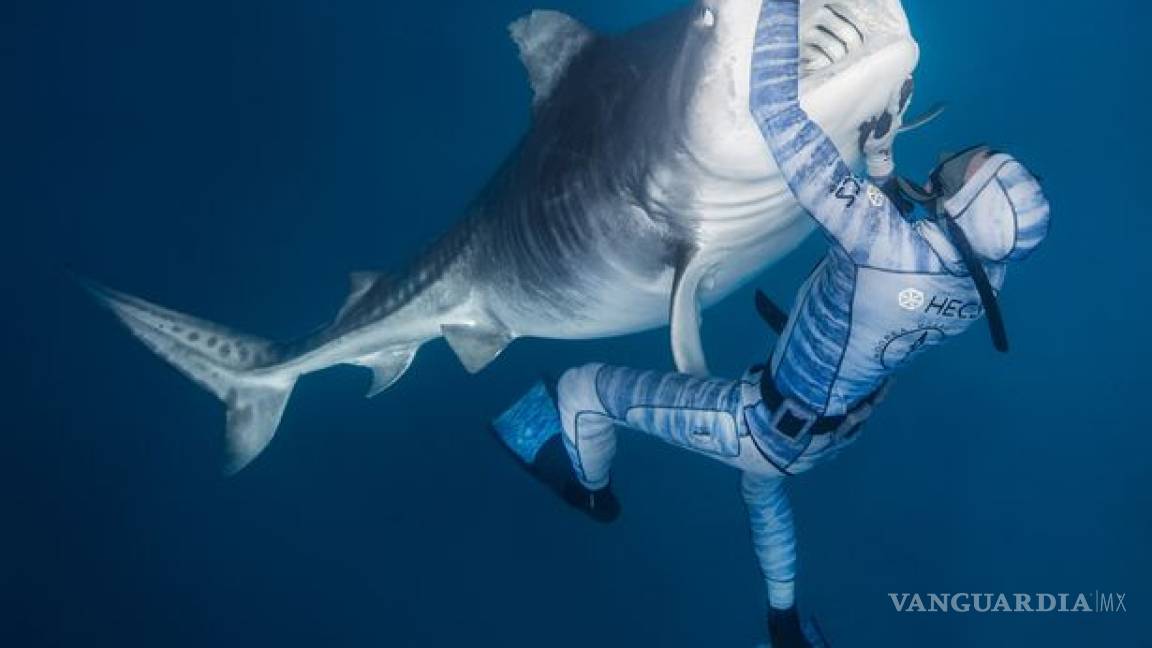 Hombre logra calmar a tiburón gigante con tan solo un toque de su mano (VIDEO)