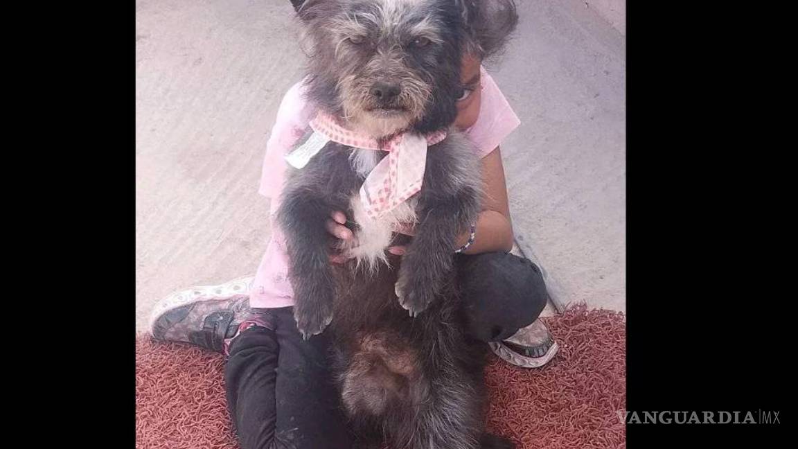 $!Ruffo, un Shih Tzu y French Poodle de 9 meses de edad, se extravió en la colonia Los Mezquites, Saltillo.