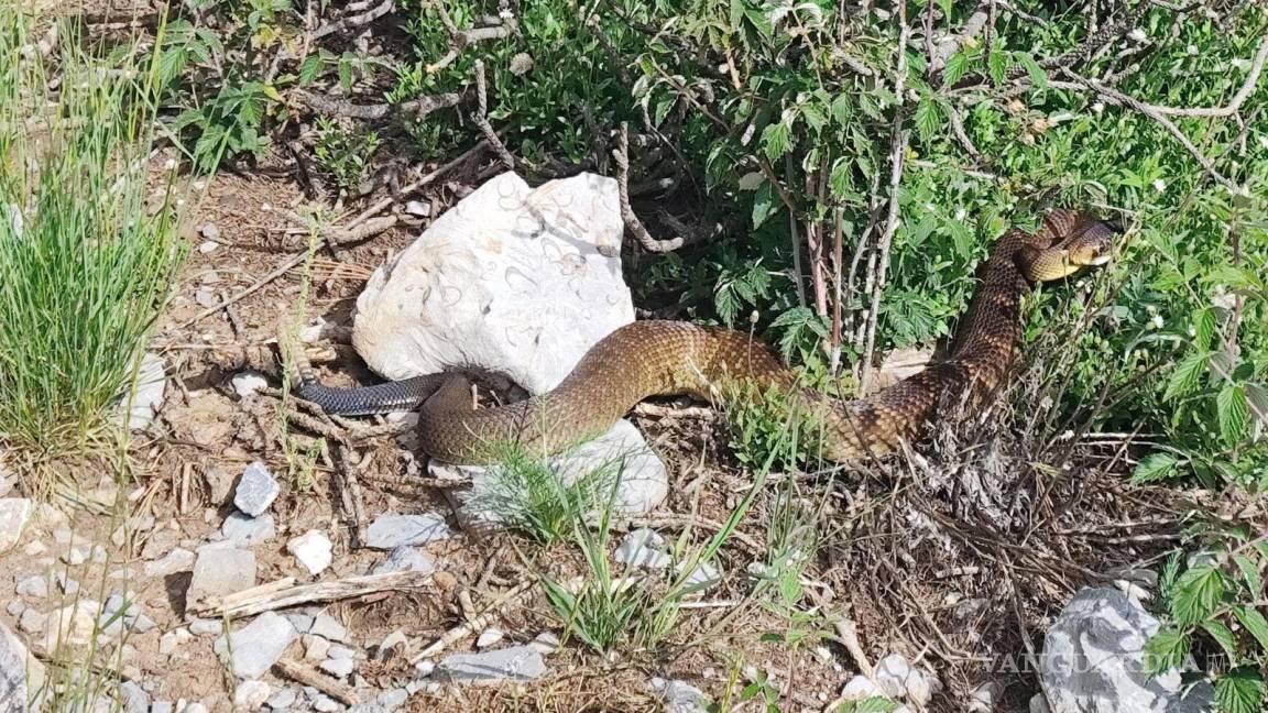 Rescatan en Arteaga a visitantes y habitantes mordidos por alacranes y víboras este fin de semana