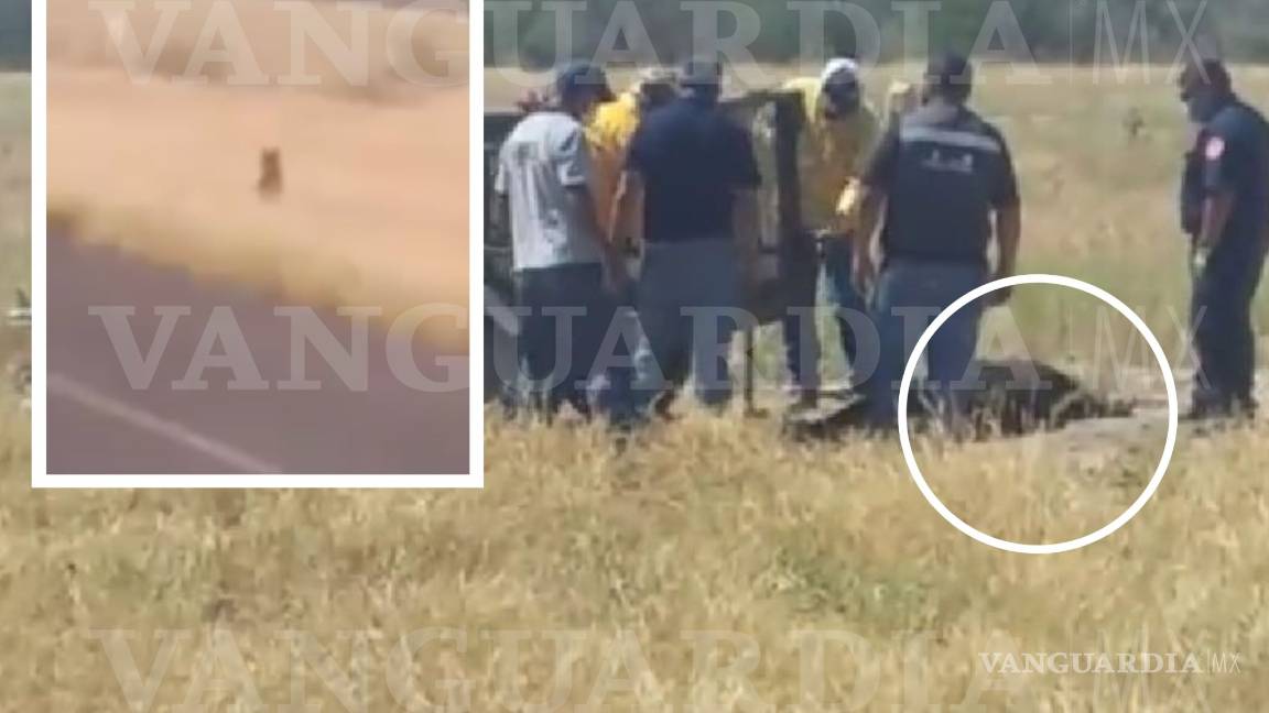 $!Coahuila: Oseznos jugaban cerca de su mamá muerta, creyendo que estaba dormida