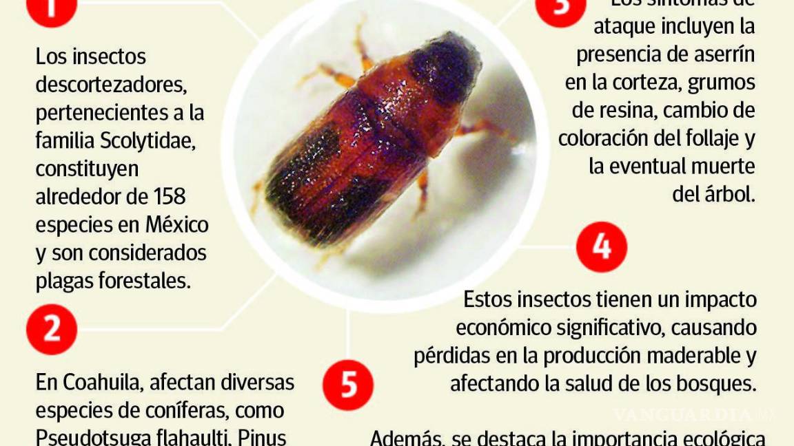 $!Los insectos descortezadores son también responsables de esta situación en la sierra.