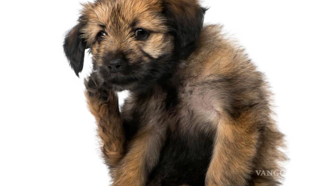 Rickettsia en Coahuila causa 18 muertes con una letalidad del 75%