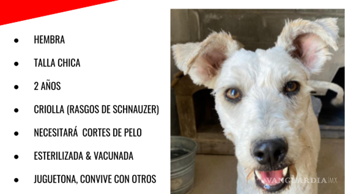 $!Bianca junto con los casi 40 perritos de Brigada Rescate que ya están listos para sorprenderte y darte mucho amor, esperan muy pronto encontrar un hogar.