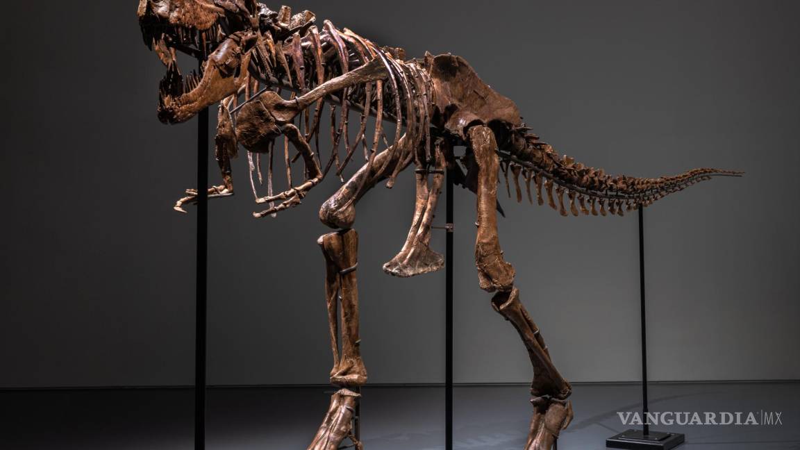 Subastan el esqueleto de un dinosaurio de hace 77 millones de años